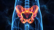 © Black - Anatomical illustration showing a human pelvis with glowing orange bones and a translucent blue body outline