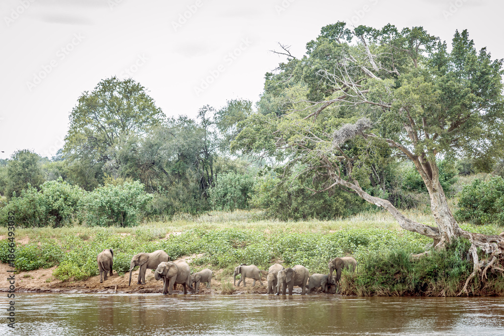 African bush elephant herd drinking in riverside side scenery in Greater Kruger National park, South Africa ; Specie Loxodonta africana family of Elephantidae