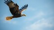© Lynniee - subjugating. Eagle soaring high in clear sky with sharp gaze focused on ground movement. wildlife magazines, conservation campaigns, designed for wildlife conservation campaigns.