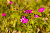 różowe kwiaty polne, Goździk kartuzek ,Dianthus carthusianorum