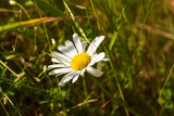 biały kwiat na łące, stokrotka pospolita, Bellis perennis