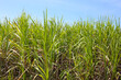 © Bowonpat - Rows of tall sugarcane with purple stalks and long green leaves.