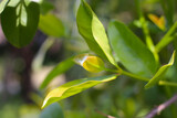 Fresh cowa leaves on tree