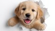© Iaroslav - Golden retriever puppy emerging through torn white paper, looking happy and playful, representing surprise pet adoption