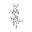 © MstRahima - Pea plant growth cycle outline illustration with roots and pods