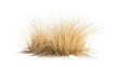 © Vibudhaart - Dry ornamental grass isolated on white