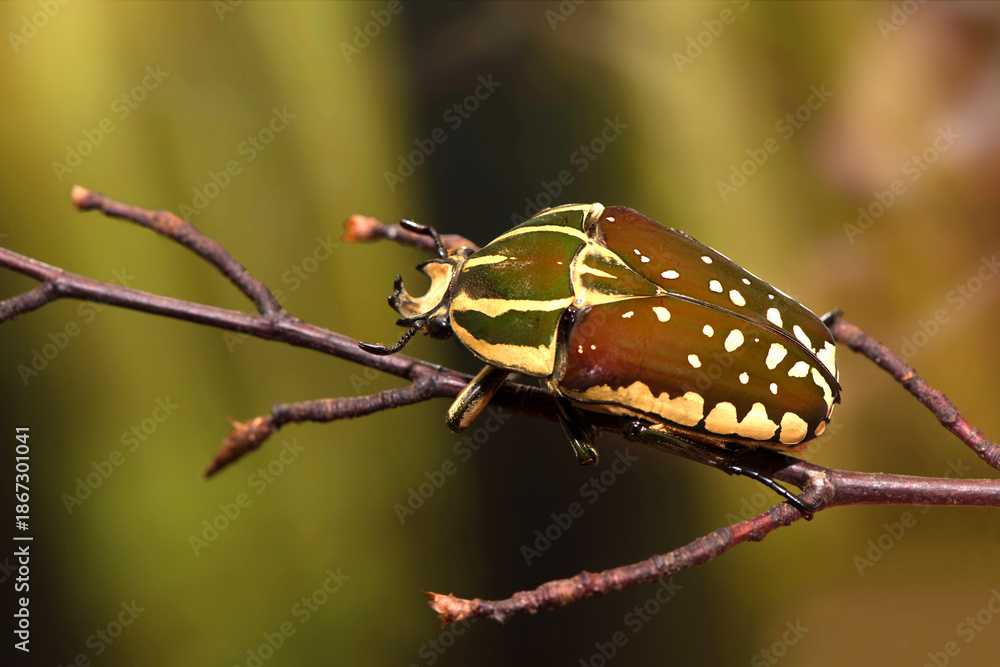  Mecynorhina polyphemus
a Mecynorhina polyphemus beetle on a branch