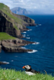 Atlantic puffin resting on green grass with ocean and cliffs in background