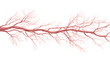 © Muhammad - Detailed illustration of human blood vessels and arteries