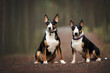 © otsphoto - two bull terrier dogs posing together in a forest