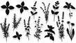 © Macan - Collection of Silhouette Herbs and Plants Isolated on White Background.