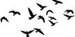 © CreatAr8 - flying bird silhouettes vector, bird flock clipart, wildlife bird svg, nature bird illustration, freedom bird graphics, black bird silhouettes, sky vector art, bird motion design, flying bird collecti