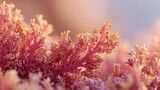 Close-up of pink-red seaweed with delicate, branching fronds. Concept Macro photography, Pink-red seaweed texture, Delicate branching fronds, Marine flora close-up, Underwater ecosystem
