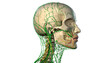 © MIQ - Detailed 3D rendering of human head and neck showing lymphatic system and nerves.