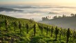 © xiaolei - passphrase. Nebbiolo grape vineyard on Piedmont hillside with morning fog and rolling hills. travel magazines, destination branding, designed for outdoor magazines and nature guides.