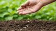 © White Craft  - Hand scatters seeds over soil in garden during bright daylight
