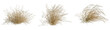 © DH Tree Stock - Panicum virgatum tree, front view, cutout, transparent background, isolate, architecture visualization, Dried grass tufts collection for fall and winter backgrounds, natural texture