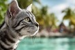 © Markus Schröder - Portrait of a cute american shorthair cat isolated on tropical island background.