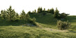 © snesivan - Lush Green Pine Forest Hillside on transparent background. 3D rendering.