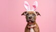 © Brian - Adorable pit bull dog wearing bunny ears - canine easter holiday pose