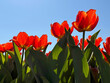 © OLENA LIALINA - Tulips red beautiful flowers.