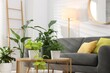 © New Africa - Comfortable sofa, coffee table and different potted houseplants indoors