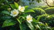 © Catur - tea plant (Camellia sinensis) growing lush and healthy, rich green leaves with fine veins