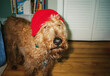 © Anna Tsukanova/Stocksy - Funny Irish Terrier in red hat, shot on film
