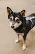 © Sarah Kathleen - Shiba Inu