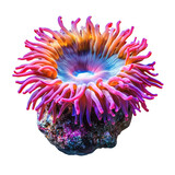 Stunning pink and orange anemone on vibrant rock, showcasing its beautiful tentacles and glowing center
