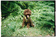 © JORGE PONZ/Stocksy - Film photo of a happy dog sitting among green ferns outdoors