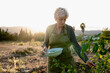 © Raul Navarro/Stocksy - Senior woman harvesting vegetables in organic garden
