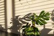 © Shava Cueva/Stocksy - Intricate Leaf Shadows on a Bright Wall Surface