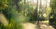 © BuyOutFelix06/peopleimages.com - Fitness, back and man in forest with running, cardio and stamina training in sport challenge. Exercise, wellness and athlete in nature with jog, outdoor trail and endurance workout in Costa Rica.