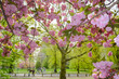 © Kristin Duvall/Stocksy - Cherry Blossom tree in park