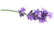 © domnitsky - Aromatic sprig of fresh lavender flower isolated on a white background. Beautiful lavender.