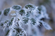 © EXCLUSIF ADOBE STOCK - plantes givrées