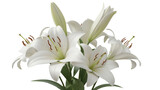 White lily flowers composition with gently folded petals 3d rendering peaceful elegant botanical background
