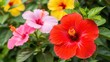 © david - Ultra-realistic macro photo of hibiscus flowers in red, pink and yellow together on one plant.Red hibiscus in extreme foreground, largest and sharpest, rich deep red petals, visible veins, detailed s