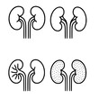 © Bambang - 4 kidney illustration icons in outline style, transparent background