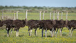 © David W Shaw - A group of Ostrich (Struthio camelus) stand in a meadow in Botswana's Central Kalahari Game Reserve.