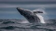 © Anastasiia - Whale breaching from the ocean, spray flying as its tail lifts above the water. Concept Majestic whale breach with tail lifting above ocean spray, Dramatic cetacean leap with water mist in sunlight