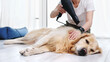 © Ievgen Skrypko - Woman Drying Dog At Home With Hairdryer, Grooming Golden Retriever Dog At Home
