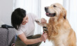 © Ievgen Skrypko - Woman Owner Brushing Paws And Cutting Fur Her Dog, Grooming Procedures At Home