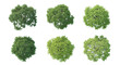 © AnilaStudio - Set of 6 Green Tree Top View Elements Isolated on White