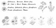 © Ankan - Vintage botanical illustration displaying various wildflowers and medicinal plant sketches