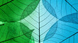 © Pamelahere - A close-up of layered translucent leaves with intricate veins against a vibrant blue and green background