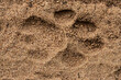 © Jurgens - a big lion paw track in sand