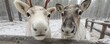 © Georgii - Two friendly reindeer lean over a wooden fence to greet the viewer in a snowy forest