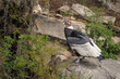 © Nino - Vultur gryphus, Condor andino macho adulto